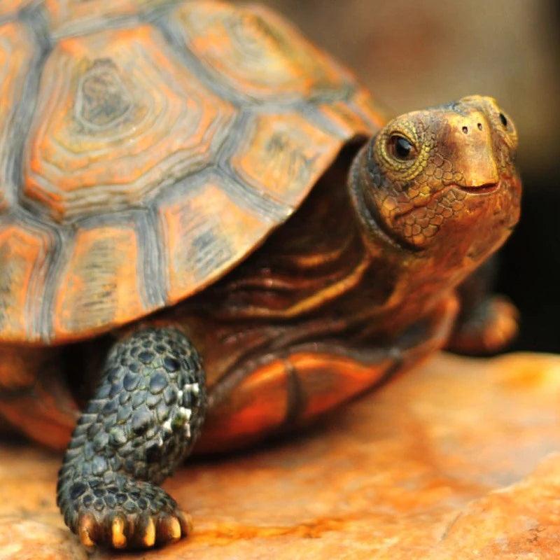 33/24/14cm Resin Turtle Figurines Ziggy's Pop Toy Shoppe
